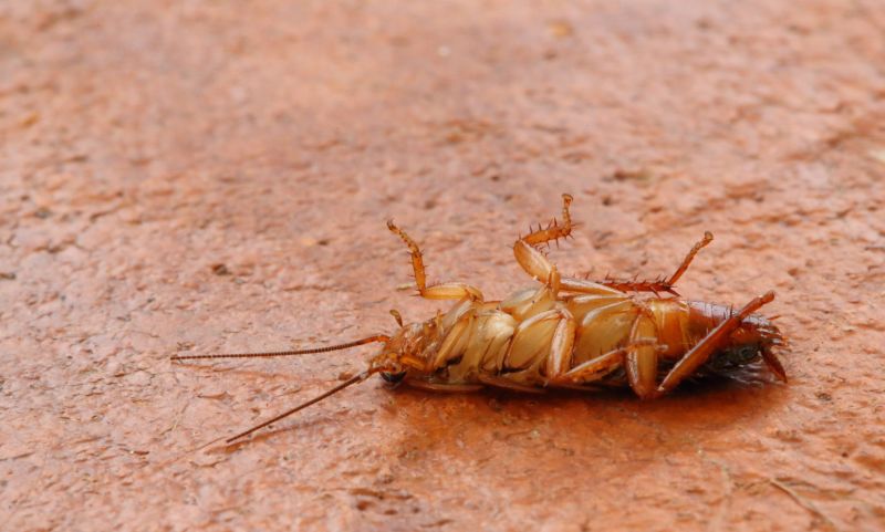High Demand for Pest Management Services!