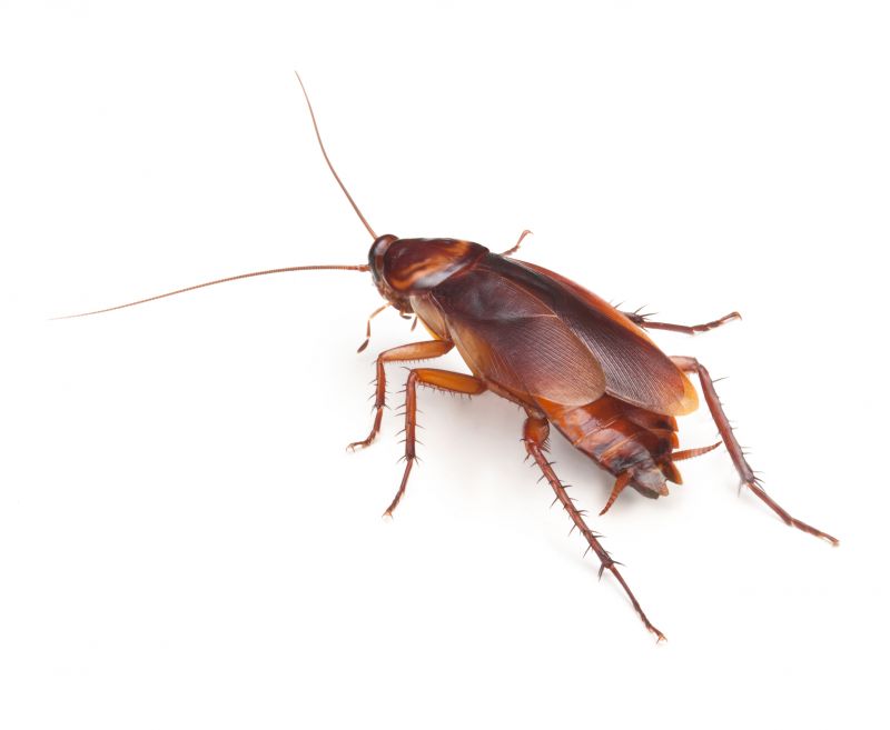 Insect Control Franchise